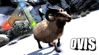 Taming A Ovis | Ark Survival Evolved | The Island