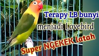 Terapy LB bunyi menjadi LOVEBIRD SUPER NGEKEK LATAH   Full fighter , ngetik dan ngekek panjang