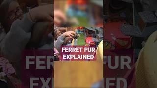 Ferret Fur 101: Discover the Unique Beauty of Double-layered Ferret Coats!  #shorts