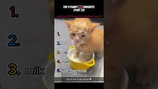 top 5 funny cat moments!!!