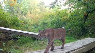 Wildlife - Suffield, Connecticut