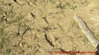 Ohio Bigfoot Hunter @ Footprints And Theories