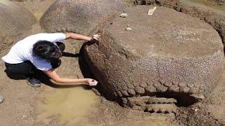 Ancient Armadillo The Size Of A Car Discovered By Farmer In Argentina