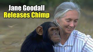 Jane Goodall Releases Chimp