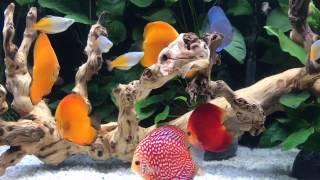 Client's 280 gallon discus fish tank by Wattley Discus