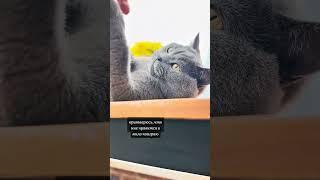 Преступление и наказание  #britishcats #cat #веселыекоты #britishshorthair #funnycats #cutecat