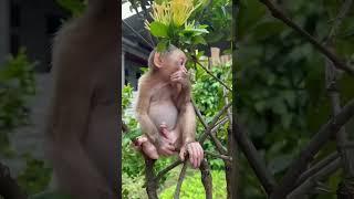 monkey #monkey