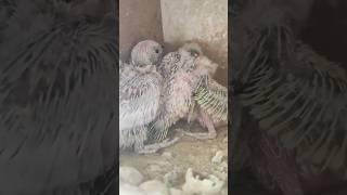 Miracle of Life | Two weeks Baby Budgie #parakeet #lovebird #bird #hatching #mothernature #shorts