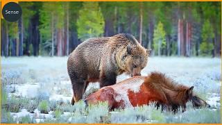Craziest Grizzly Bear Attacks Ever Caught On Camera! Real Animal Fights Compilation