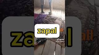 Zapal