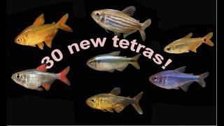 New Tetra Guide : 30 New Tetras ! Hyphessobrycon and Moenkhausia from Brazil ! Part 1 of 4