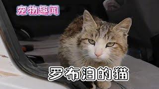 愿天下没有流浪猫！