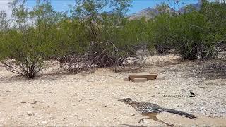 Roadrunner chases a lizard