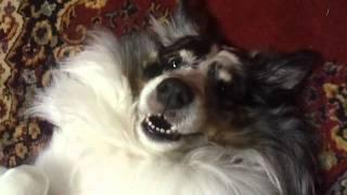 Autumn the blue merle sheltie.