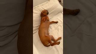 Cachorro caramelo lindo #pets #desenho #gato #puppy #animais #fofo #engraçado #dog #cat #shorts #spy