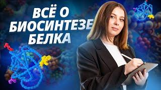 Биосинтез белка для ЕГЭ по Биологии I Умскул | Биология ЕГЭ для 10 класса | Умскул