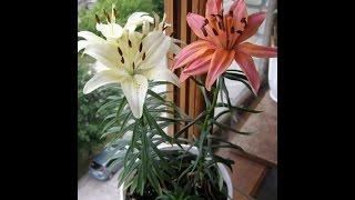 Lilies. Potting at home. Лилии.Посадка лилий с ростком в горшок.