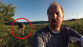 4 Scary Cheetah Encounters You Should Never See