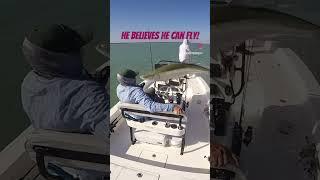 Think that only birds can fly?  Think again!  #shorts #music #fishing #outdoors #funny #song