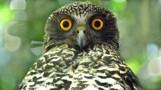 The Powerful Owl Project - Overview