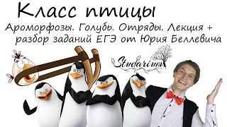 Класс птицы. Ароморфозы. Голубь. Отряды птиц. Лекция и разбор заданий от Юрия Беллевича