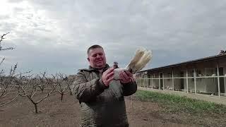 Голуби Одесский горбоносый  Поясовый.