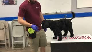 Dani Tieman (Week 2) - Portuguese Water Dog puppy Training