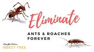 Get rid of Ants, Roaches and other insects at source for good