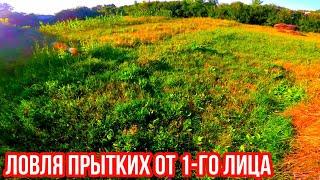 ЛОВИМ ПРЫТКУЮ ЯЩЕРИЦУ ОТ 1-ГО ЛИЦА! ЛОВЛЯ ПРЫТКИХ! EXO TOP