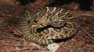 Eastern Diamondback Rattlesnake along the path