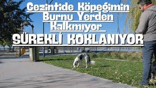 Gezintide Köpeğimin Burnu Yerden Kalkmıyor, Sürekli Koklanıyor