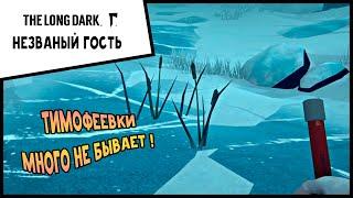 Выживание THE LONG DARK Незваный гость #17 Тимофеевки много не бывает !