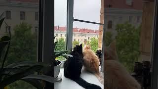 Коты охотятся на птичку! 