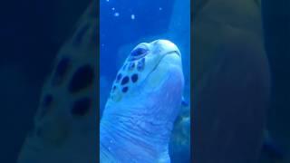 GIANT Sea Turtle  #shorts #shortsvideo #turtle