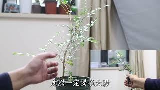 园艺师教你，快养死的九里香是怎么救活它的