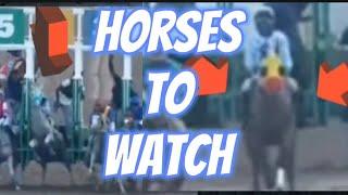 Caymanas park horses to watch