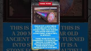 Fossil wood that has undergone a petrification process. #fossil #wood #uniquefacts #science #outlook