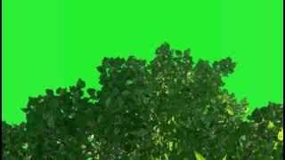 amazing plants animation green screen🟢 videos