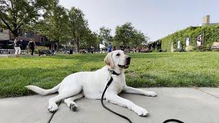Suburban K9 Dog Training