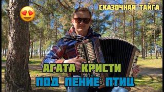 В СОСНОВОМ ЛЕСУ!! АГАТА КРИСТИ "СКАЗОЧНАЯ ТАЙГА" (кавер на баяне)