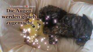 Nelly ‍ muss schlafen gehen und wünscht allen, die sie lieb haben eine gute Nacht