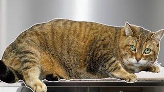 Today I groomed a rotund loaf of sourdough bread | Chonky Cat Alert ️