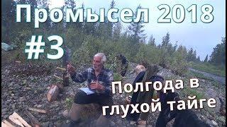 Промысел на соболя, рыбалка и охота 2018.  #3