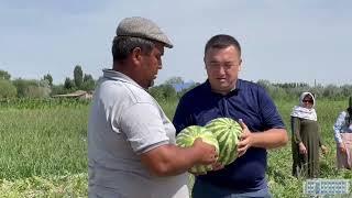 BERUNIYDA TARVUZ PISHDI  | BERUNIY TUMANI HOKIMIYATI