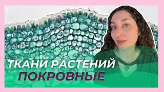 Ткани Растений — Покровная ткань. ЦТ/ЦЭ/устный экз