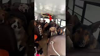 This Girl Has Hundreds Of Dogs