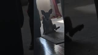 Air Scooby-Doo come get your chicken #viral #dog #foryoupage #subscribe #scooby #foryou #public