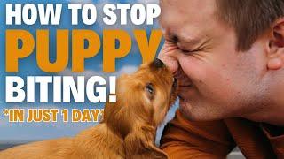 How To STOP Puppy Biting In 1 Day EVERY TIME