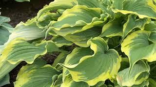 Voices in the Wind Hosta