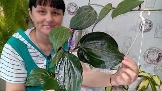 Хойя  Verticillata variegata / Уход и содержание //   И другое ...